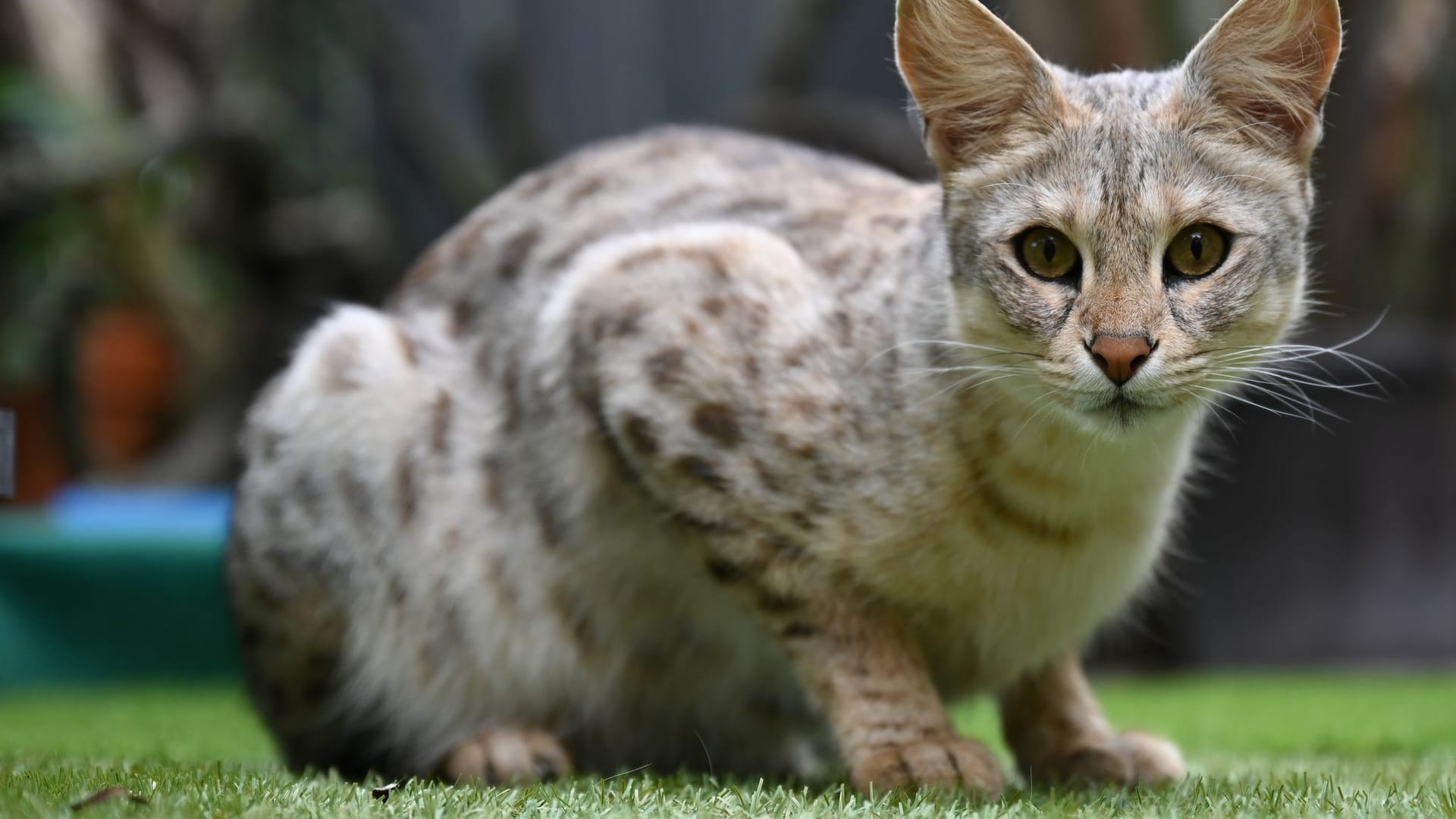 Savannah-Katzenzucht Savannah-Katzenzucht