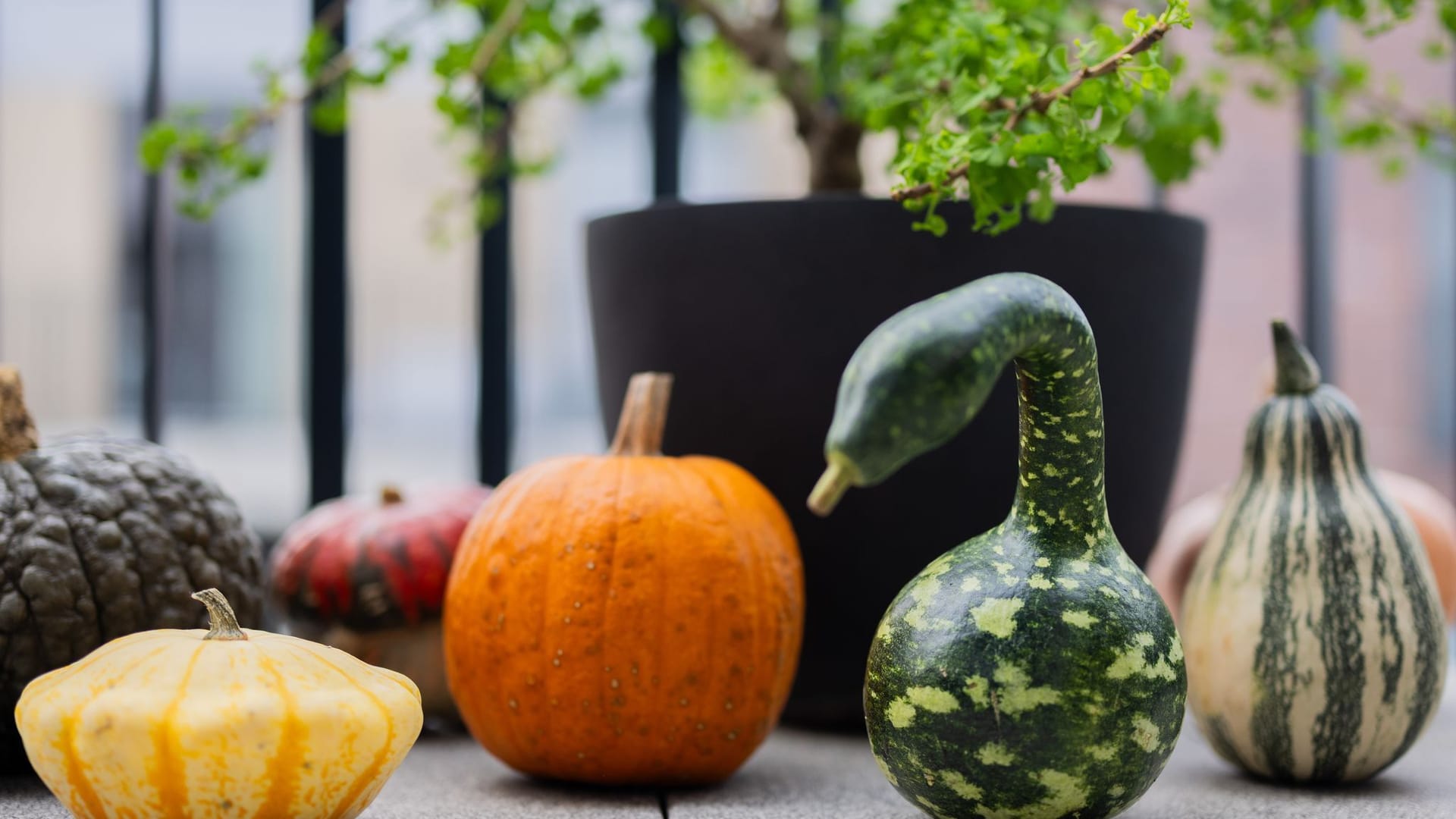 Populärer Pumpkin: Der kolossale Kürbis-Boom