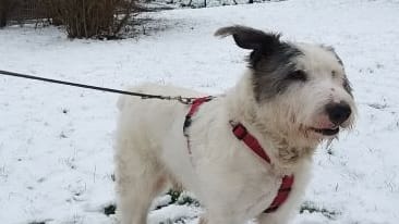 Hund Robert aus dem Tierheim Dresden Hund Robert aus dem Tierheim Dresden