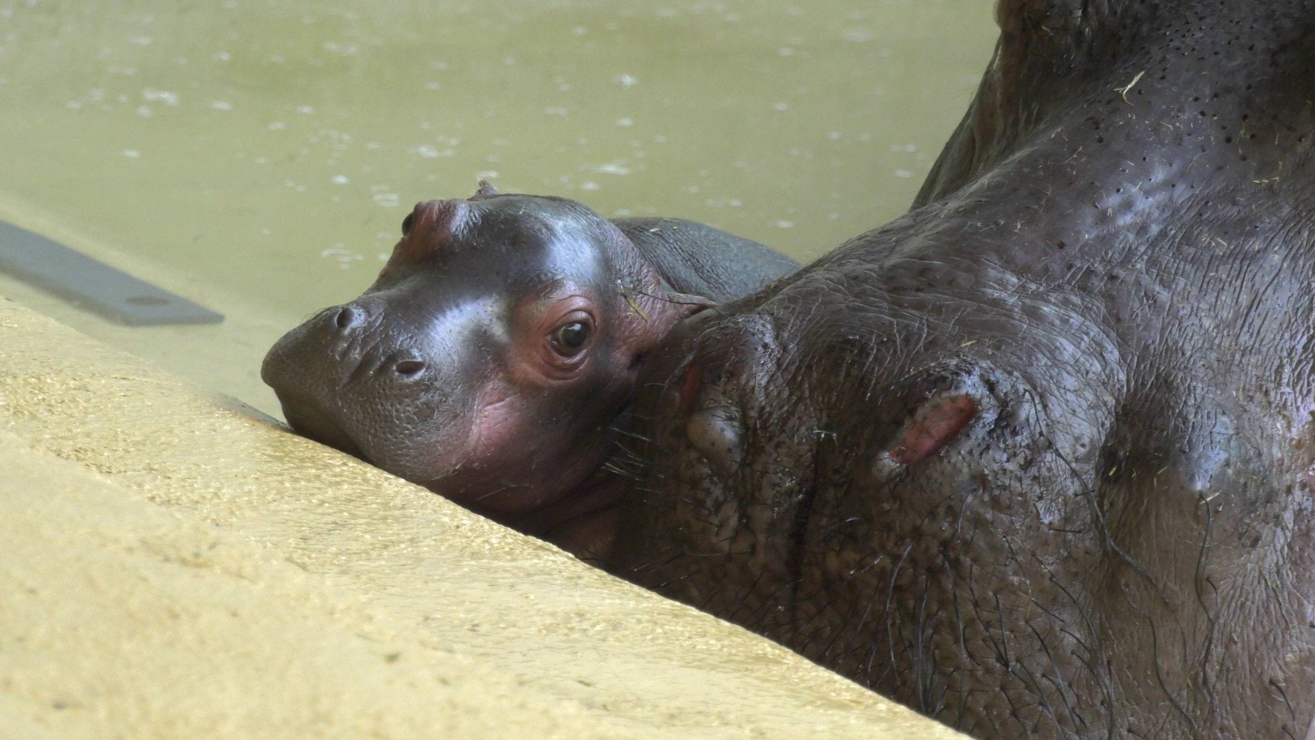 Das männliche Jungtier bei seiner Mutter Nala: Es wurde am 28. September geboren. Das männliche Jungtier bei seiner Mutter Nala: Es wurde am 28. September geboren.