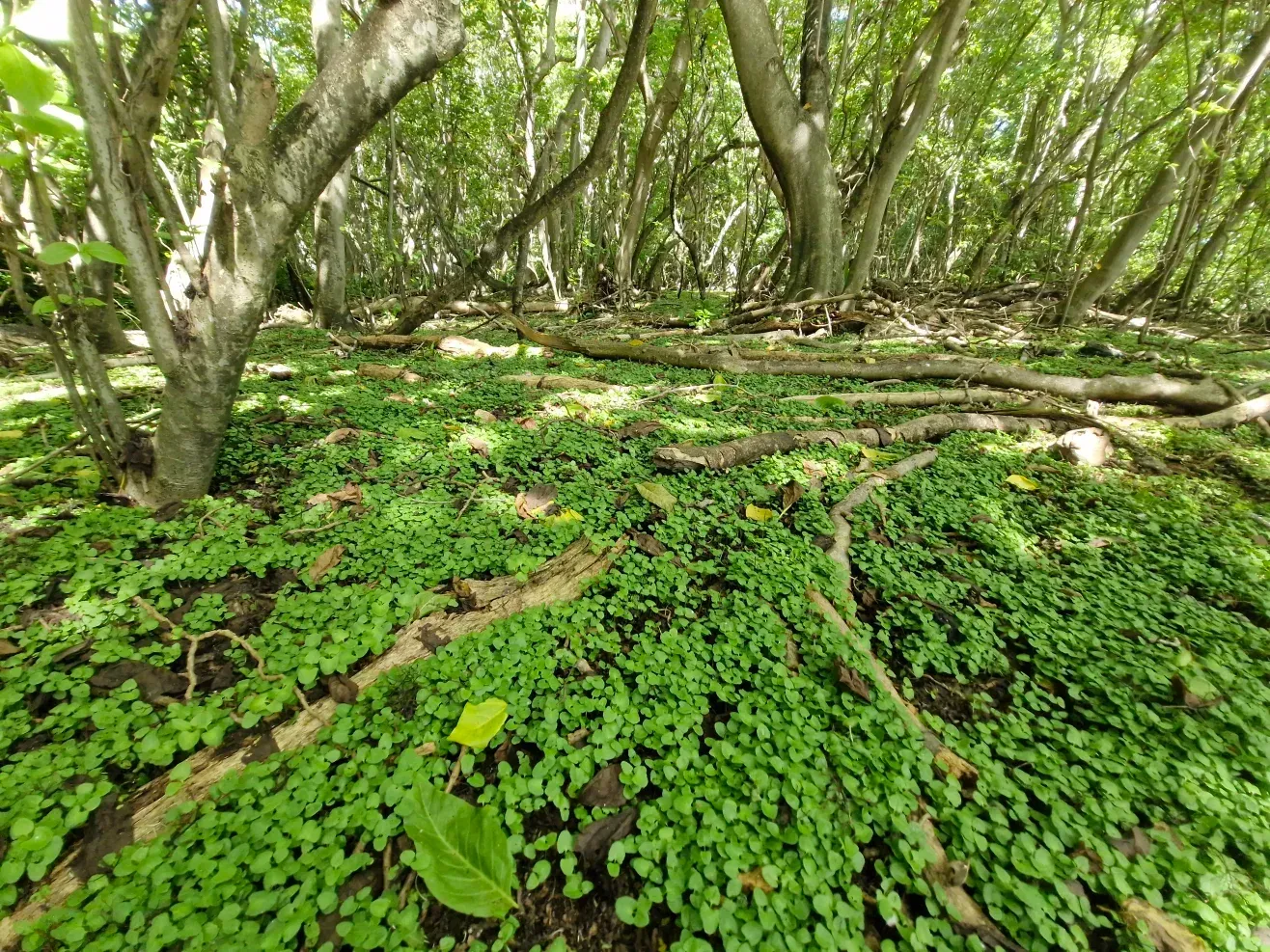 Jemo: Setzlinge des Pisonia-grandis-Baums sprießen überall aus der Erde.