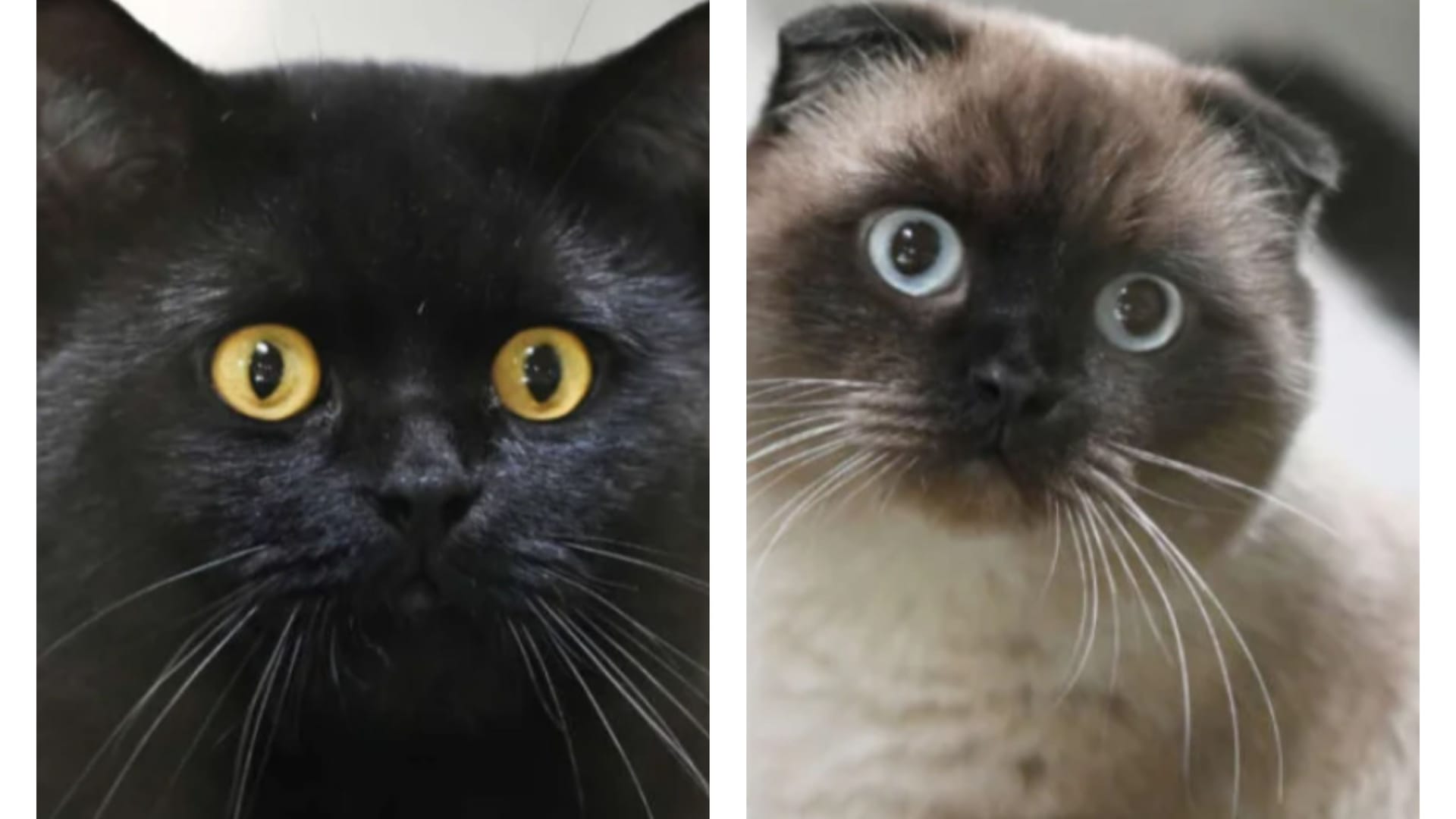 Sam und Frodo im Berliner Tierheim: Die beiden Kater sollen gemeinsam vermittelt werden. Sam und Frodo im Berliner Tierheim: Die beiden Kater sollen gemeinsam vermittelt werden.