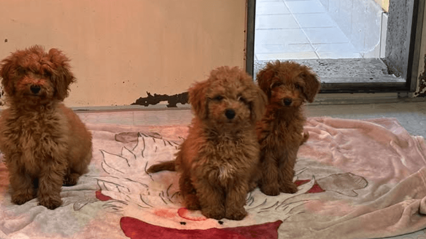 Diese Pudel sorgen aktuell im Tierheim Nürnberg für Wirbel.