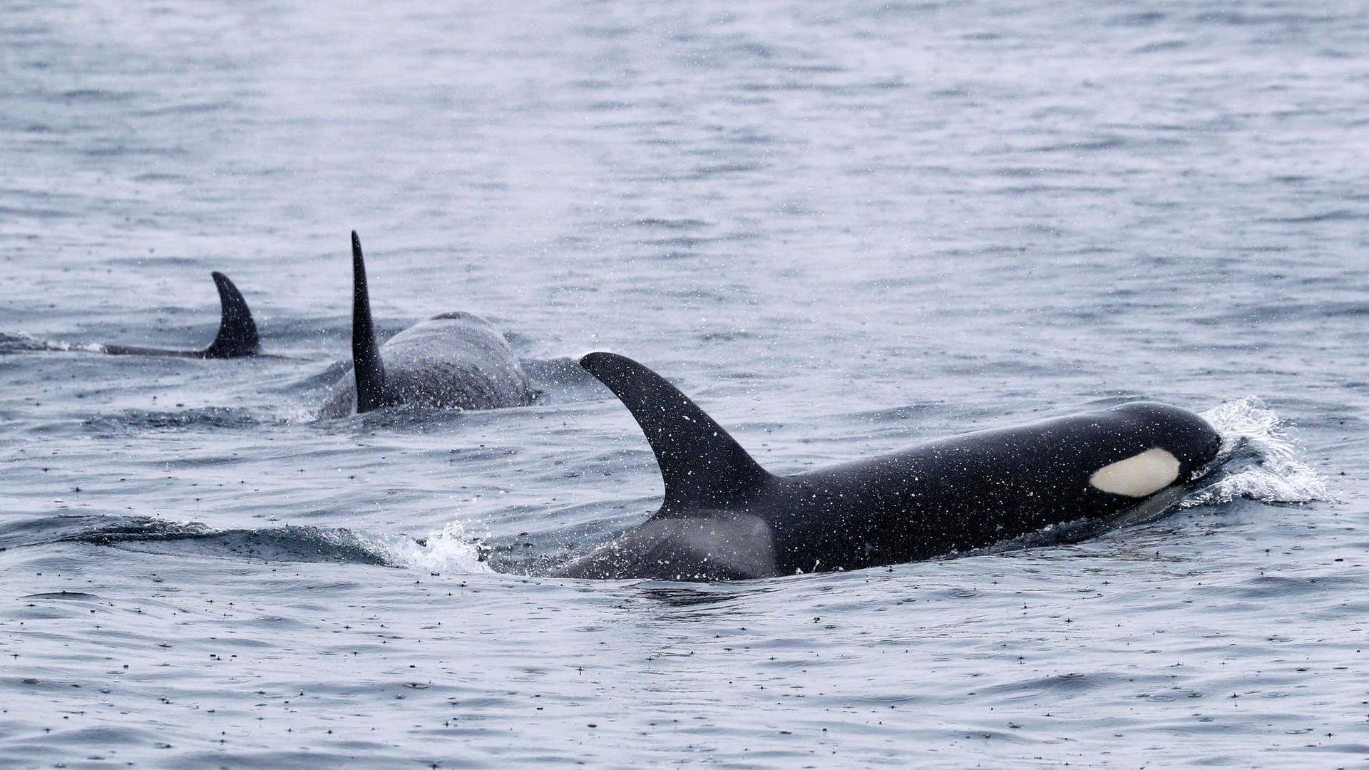 Orcas im Meer (Symbolbild): Gefährliche Begegnungen vor Portugal sorgen für dramatische Momente. Orcas im Meer (Symbolbild): Gefährliche Begegnungen vor Portugal sorgen für dramatische Momente.
