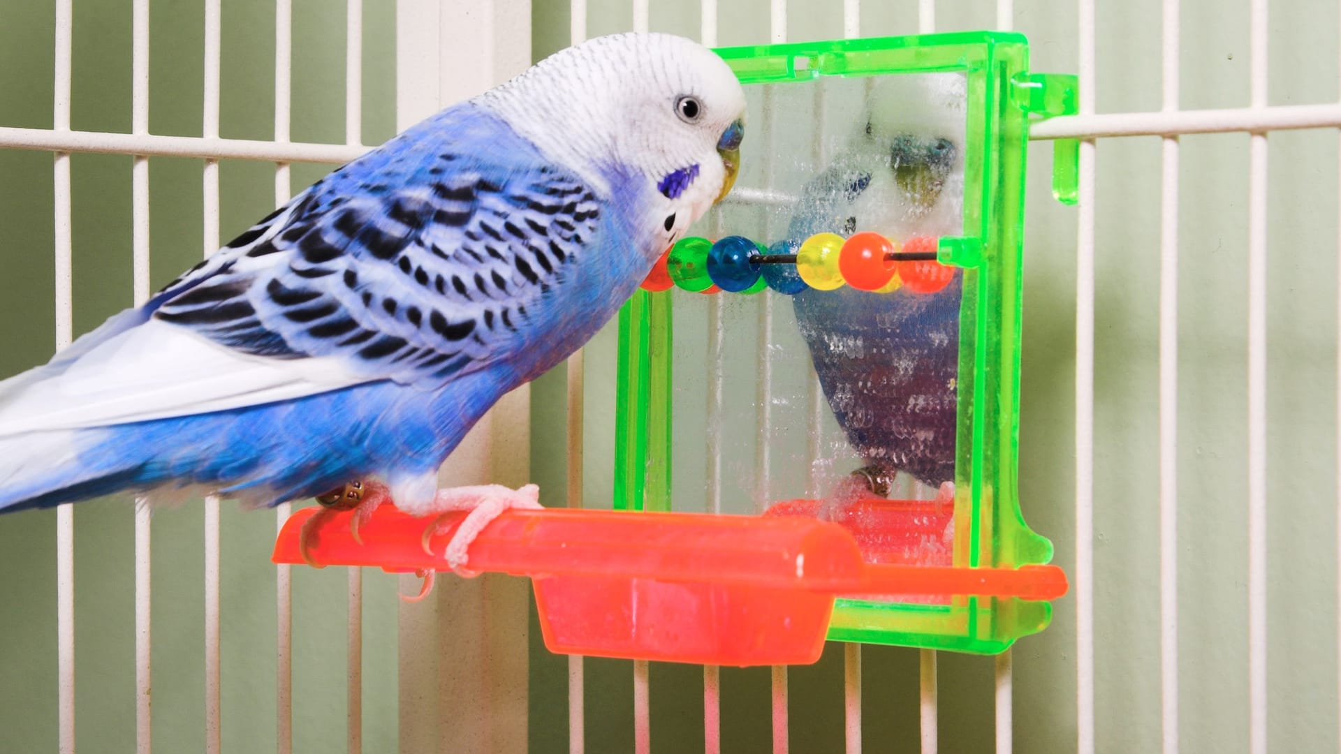 Ein Spiegel in einem Wellensittich-Käfig, dazu eine Perlenkette: Keine gute Idee, warnt der Deutsche Tierschutzbund. Ein Spiegel in einem Wellensittich-Käfig, dazu eine Perlenkette: Keine gute Idee, warnt der Deutsche Tierschutzbund.