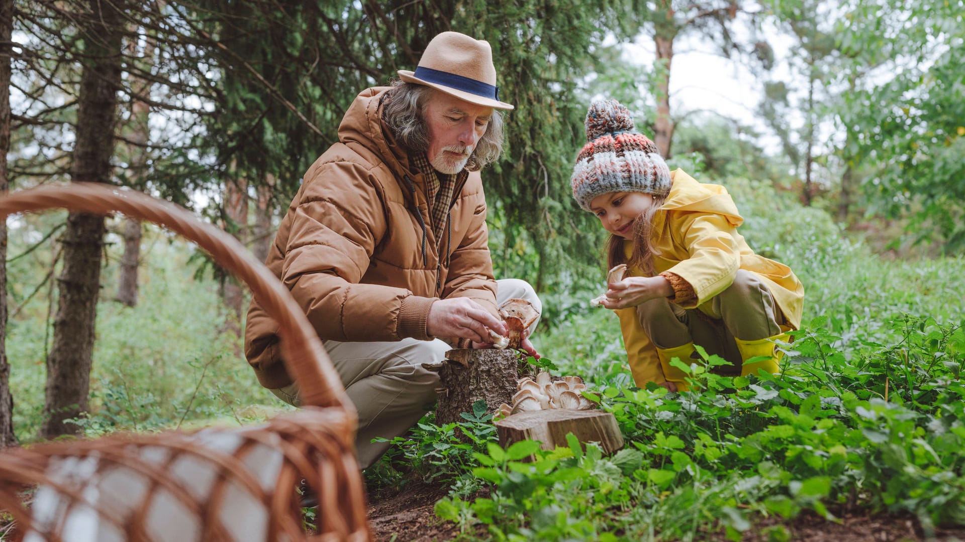 Frische Waldfunde: Wer den richtigen Zeitpunkt und Ort kennt, wird im Herbst mit einer reichen Ernte belohnt. Frische Waldfunde: Wer den richtigen Zeitpunkt und Ort kennt, wird im Herbst mit einer reichen Ernte belohnt.