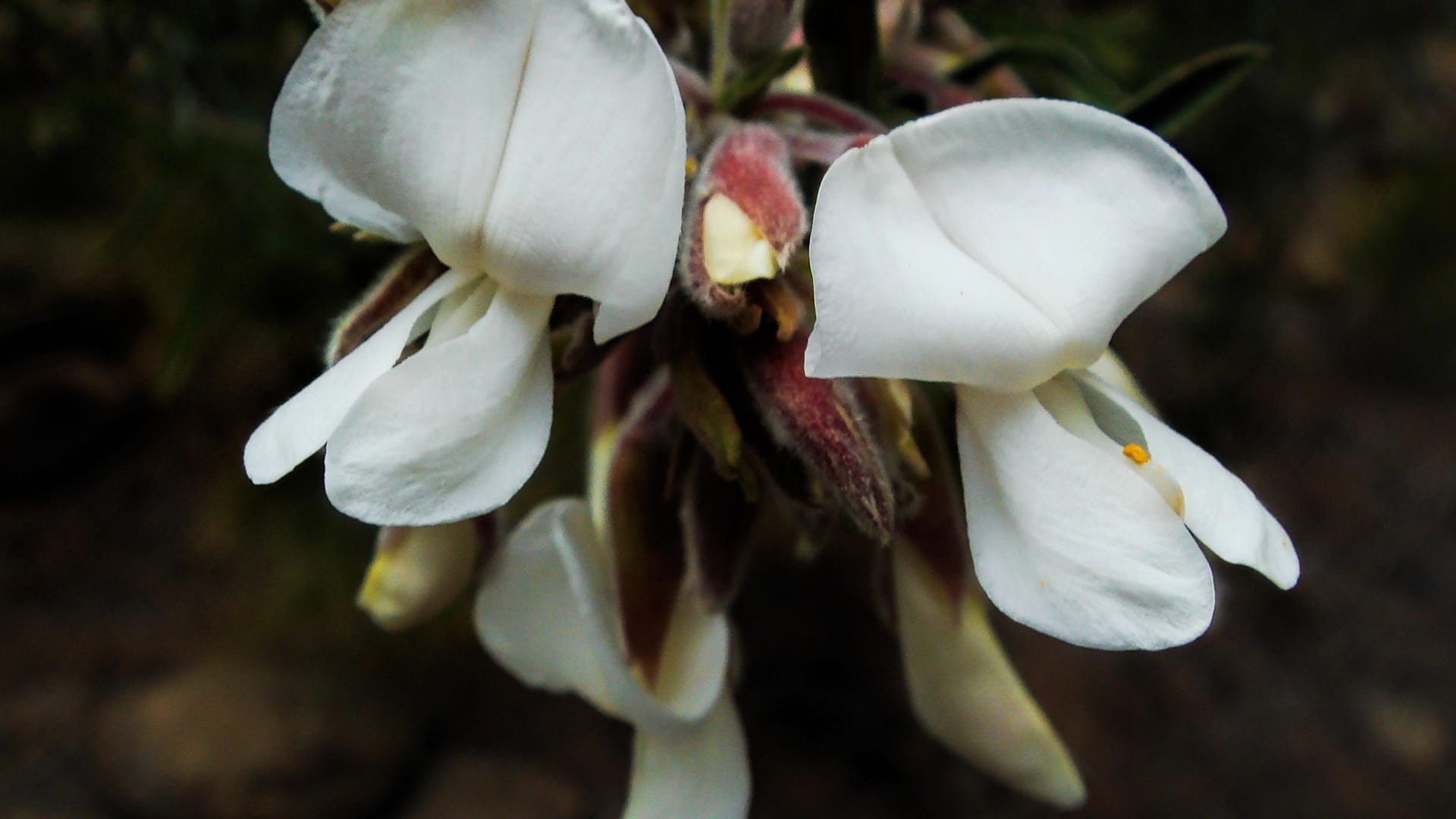 Retama del Teide: Der weiß blühende Ginster kommt nur in der Nähe des Vulkans Teide auf Teneriffa vor. Retama del Teide: Der weiß blühende Ginster kommt nur in der Nähe des Vulkans Teide auf Teneriffa vor.