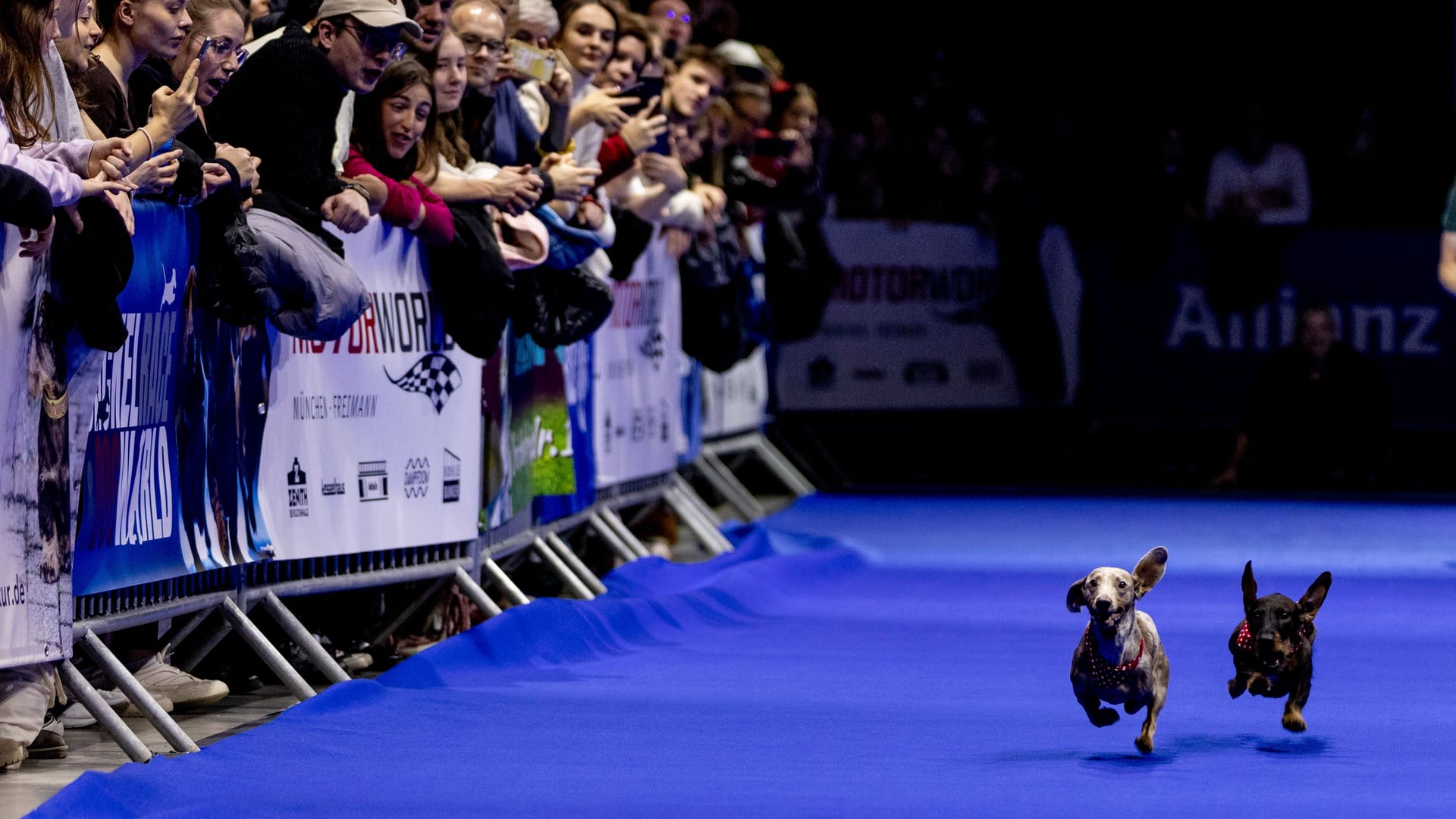 Mit fliegende Ohren treten am Samstag und Sonntag rund 120 Dackel gegeneinander an. Die Wettkampf-Strecke ist 40 Meter lang.