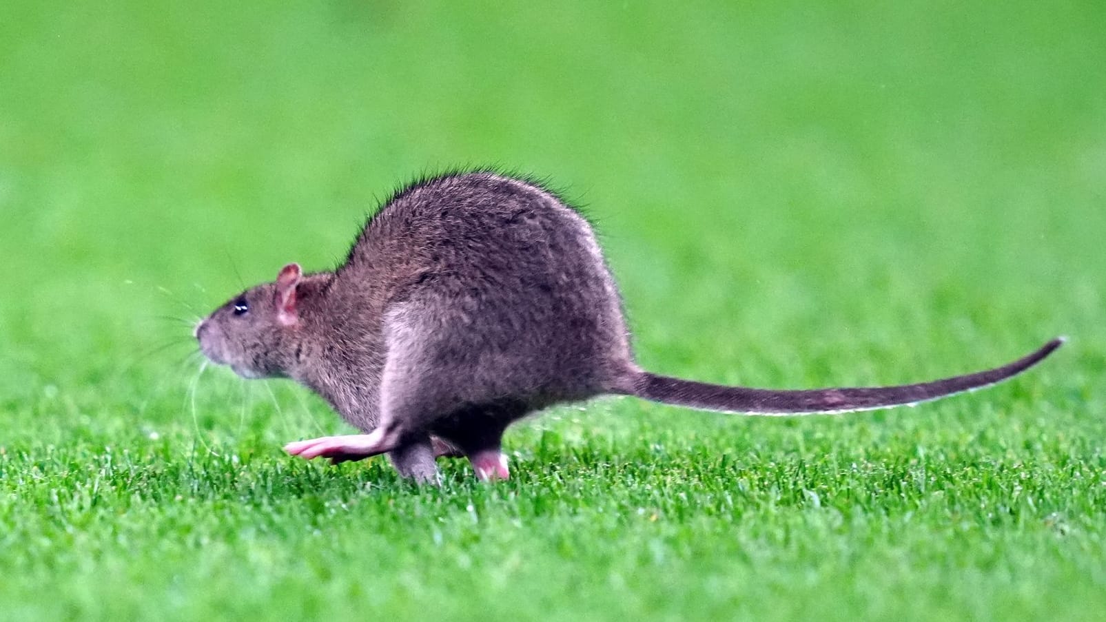 urn:newsml:dpa.com:20090101:251014-935-890747