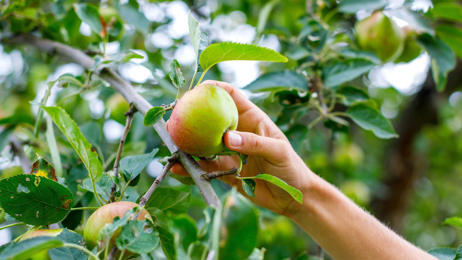 imago images 0831320362 imago images 0831320362