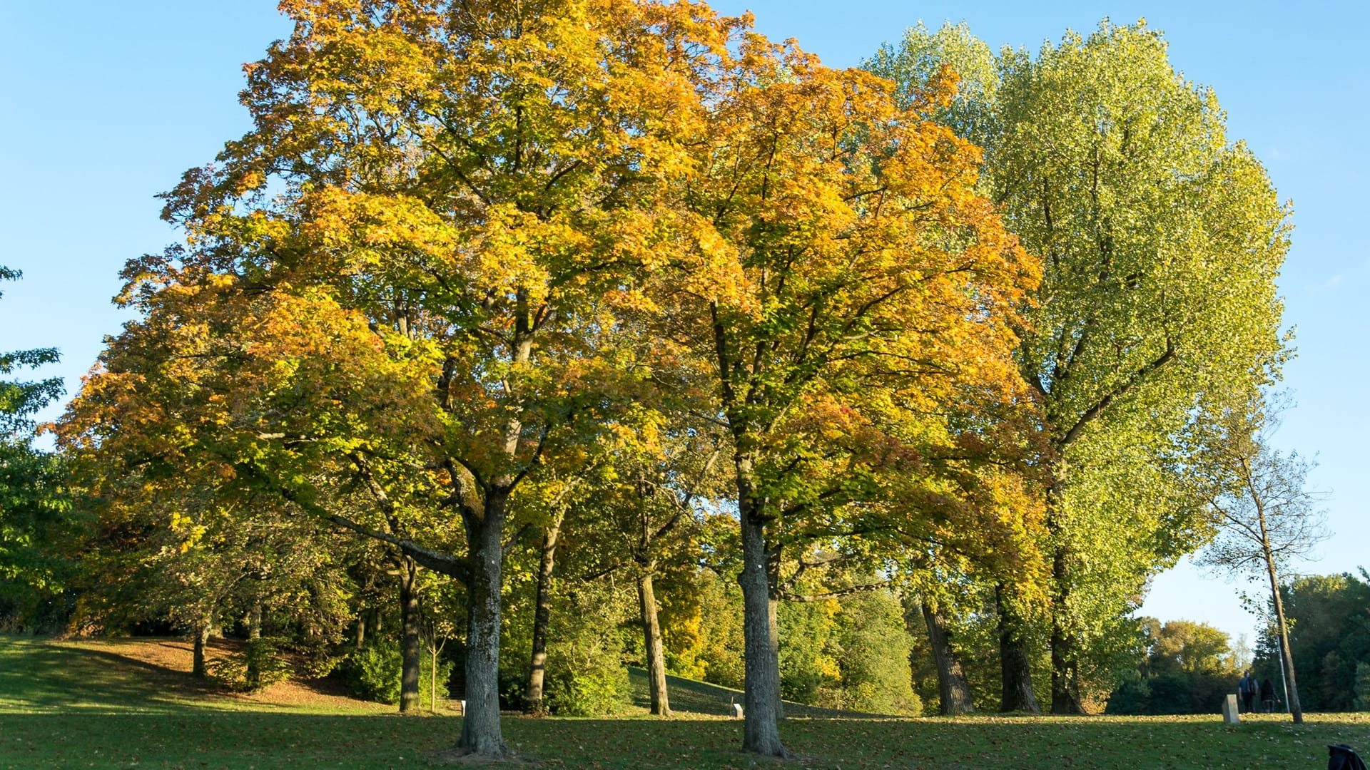 Colorful autumn trees in a park with blue sky