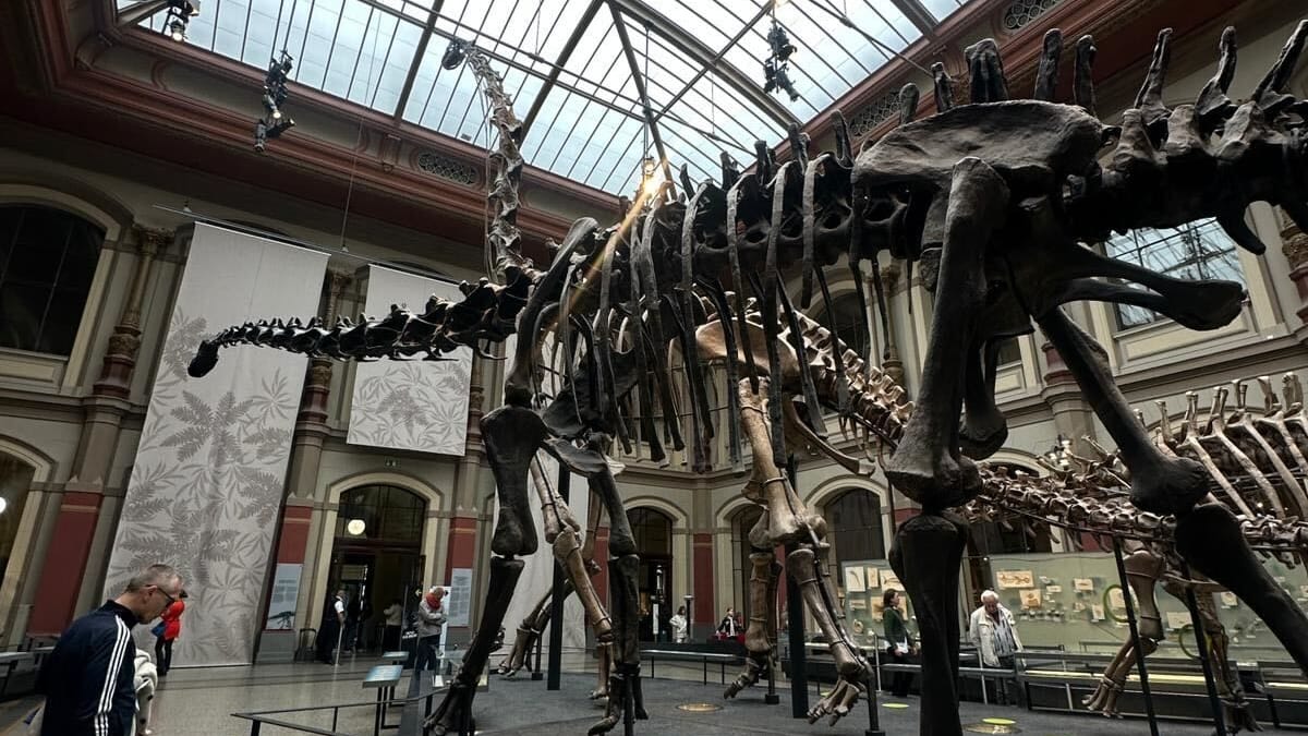 Das 13 Meter hohe Skelett eines Brachiosaurus: Es ist im Lichthof im Naturkundemuseum in Berlin ausgestellt. Das 13 Meter hohe Skelett eines Brachiosaurus: Es ist im Lichthof im Naturkundemuseum in Berlin ausgestellt.