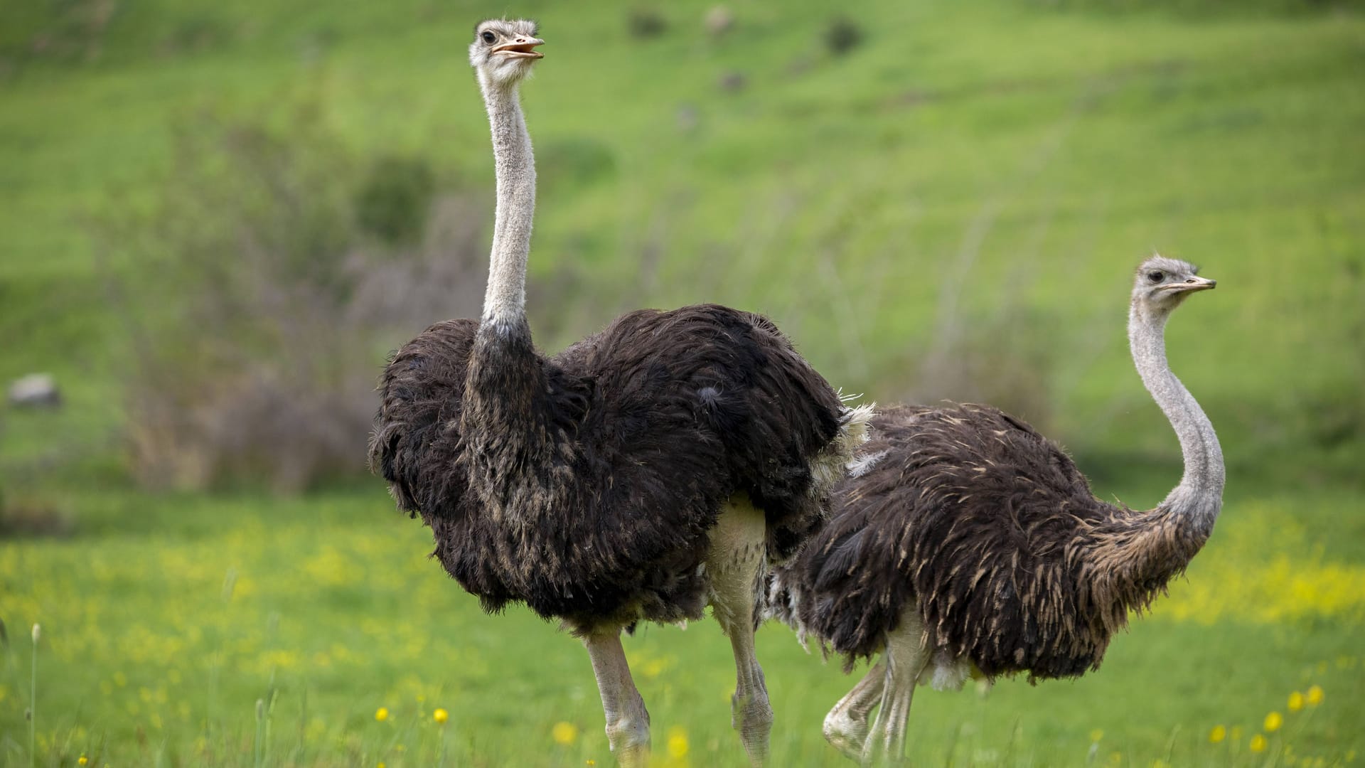 Strauße auf einer Wiese (Archivbild): Die Tiere warteten gemeinsam mit ihrem Besitzer in ruhigerer Umgebung auf den Pannendienst.