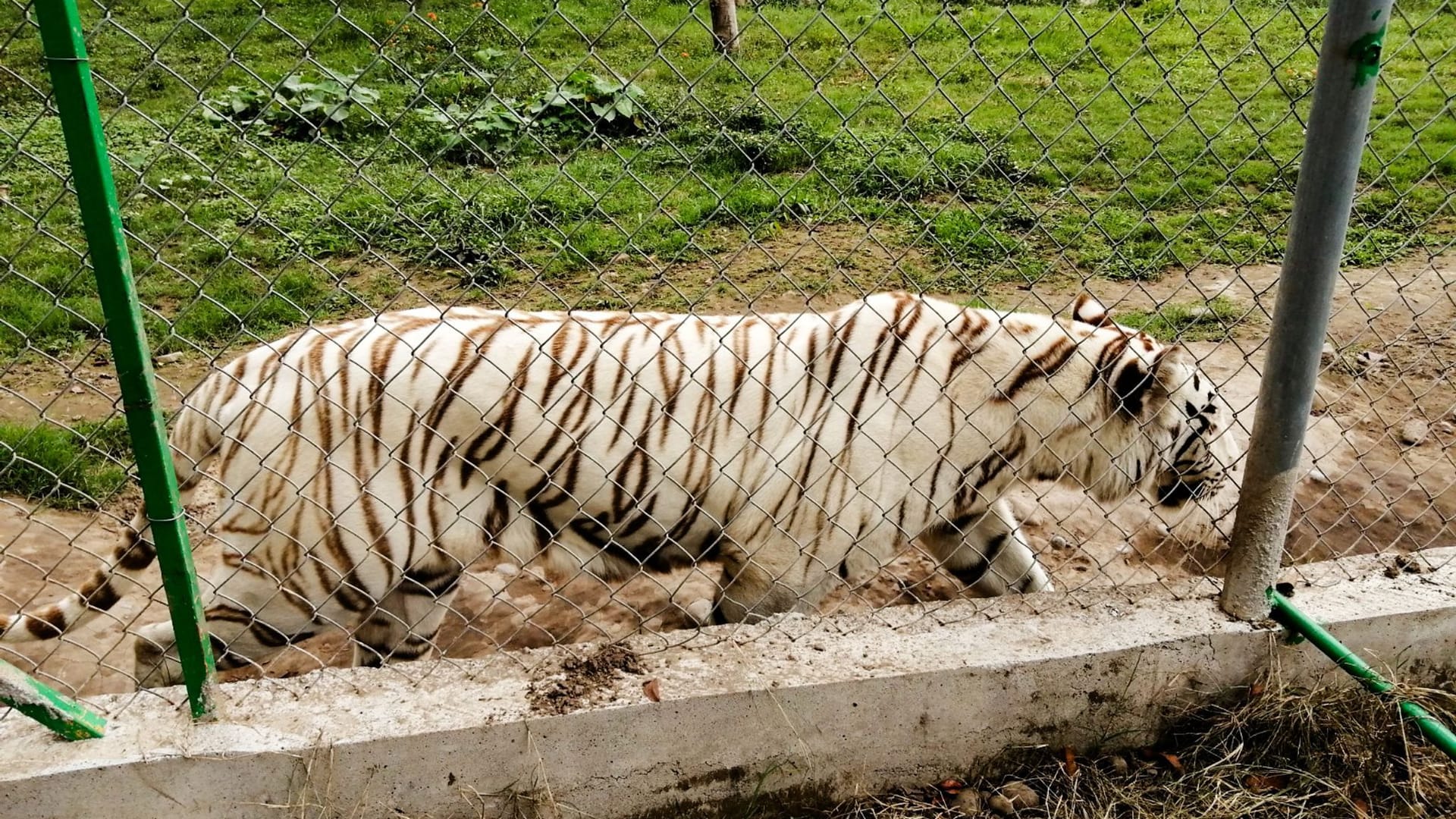 Tiger in Mexiko nach Unwetter auf freiem Fuß