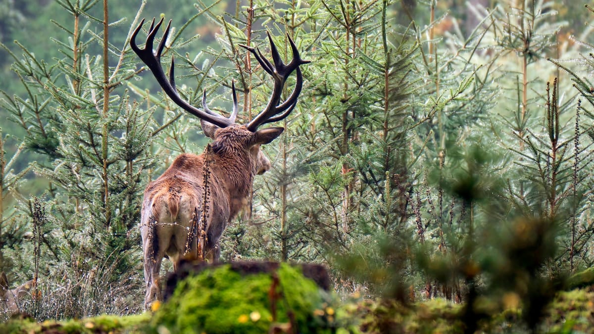 Unfall in Niedersachsen: Hirsch wird zum tödlichen Geschoss