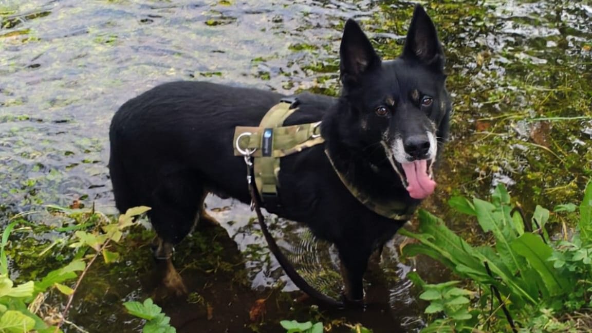 Turco liebte lange Spaziergänge und seine Kuscheltiersammlung, die er den Pflegern im Tierheim täglich voller stolz präsentierte.