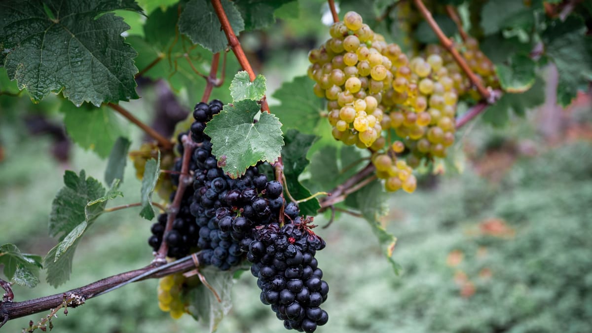 Weinernte fällt geringer aus als angenommen