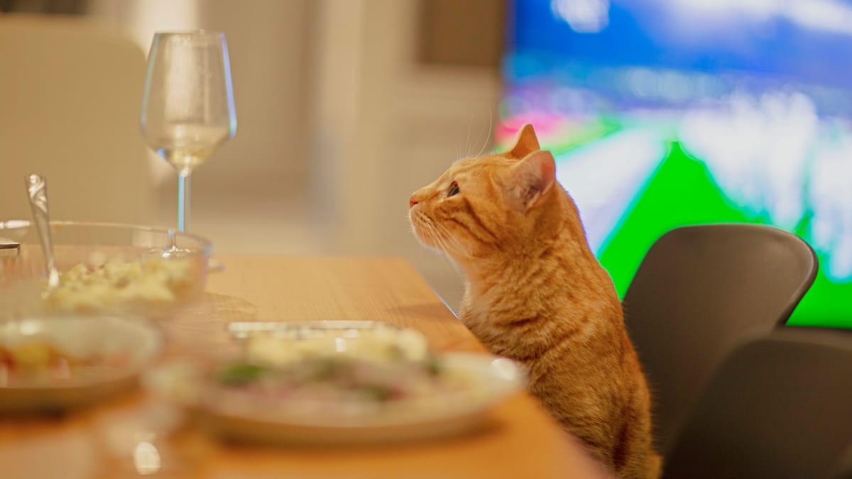 Haustiere genießen alkoholfreien Wein mit Stil