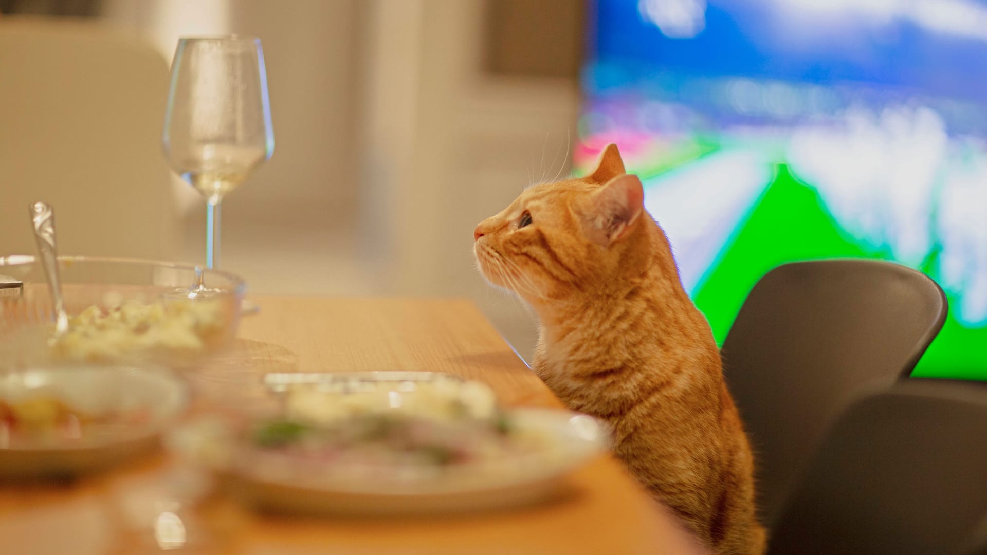 Eine Katze schaut auf ein leeres Weinglas: Ein neuseeländisches Unternehmen bietet jetzt ein neues Produkt an.