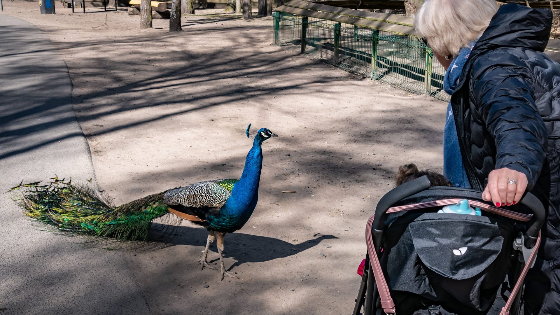Eine Frau mit einem Pfau (Archivbild): Im Tier-, Freizeit-, und Saurierpark Germendorf kann man den Tieren nahekommen. Eine Frau mit einem Pfau (Archivbild): Im Tier-, Freizeit-, und Saurierpark Germendorf kann man den Tieren nahekommen.
