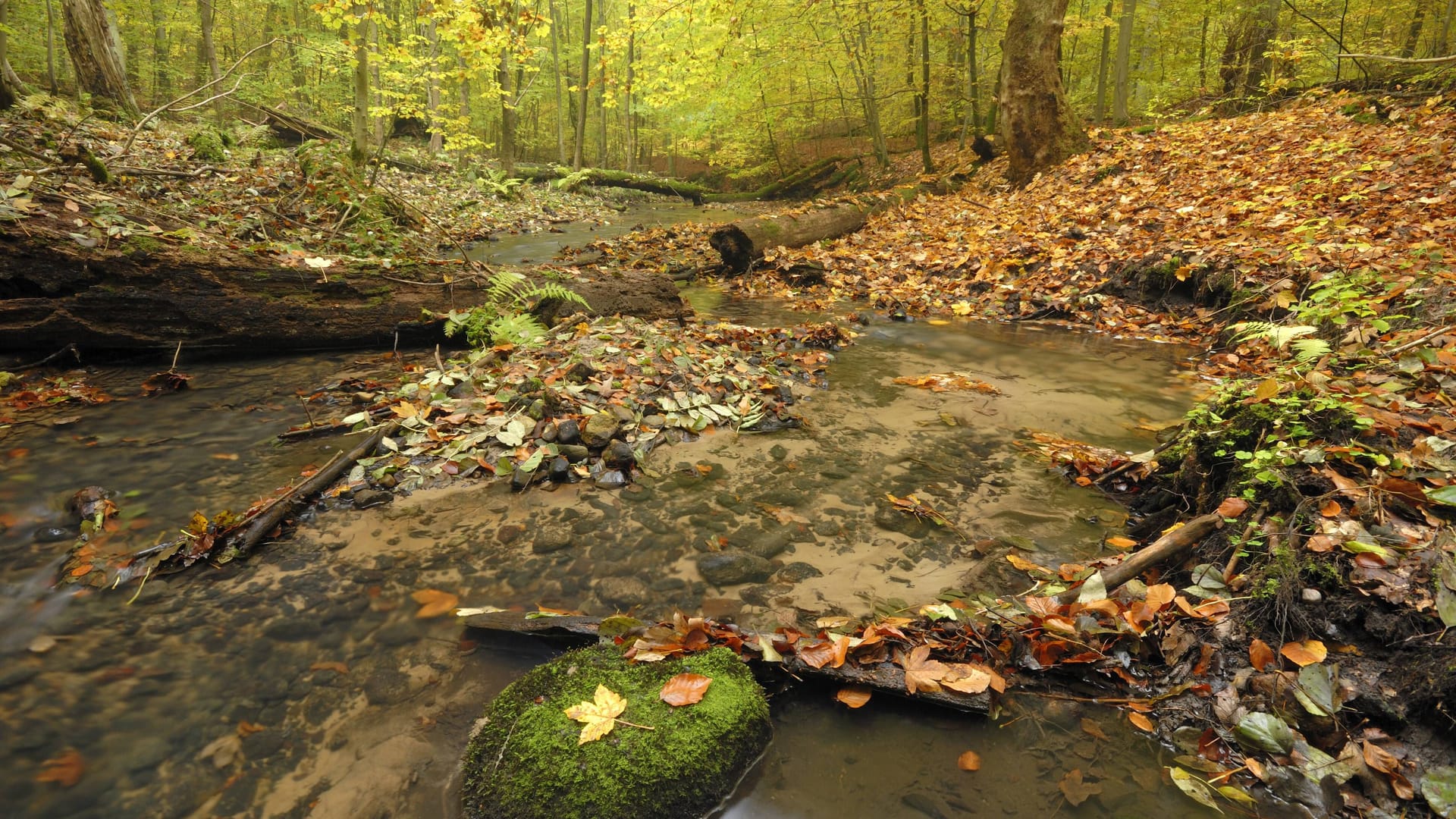 Das Nonnenfließ bei Eberswalde: Hier können Wanderer wie im Mittelgebirge bergauf und bergab laufen.