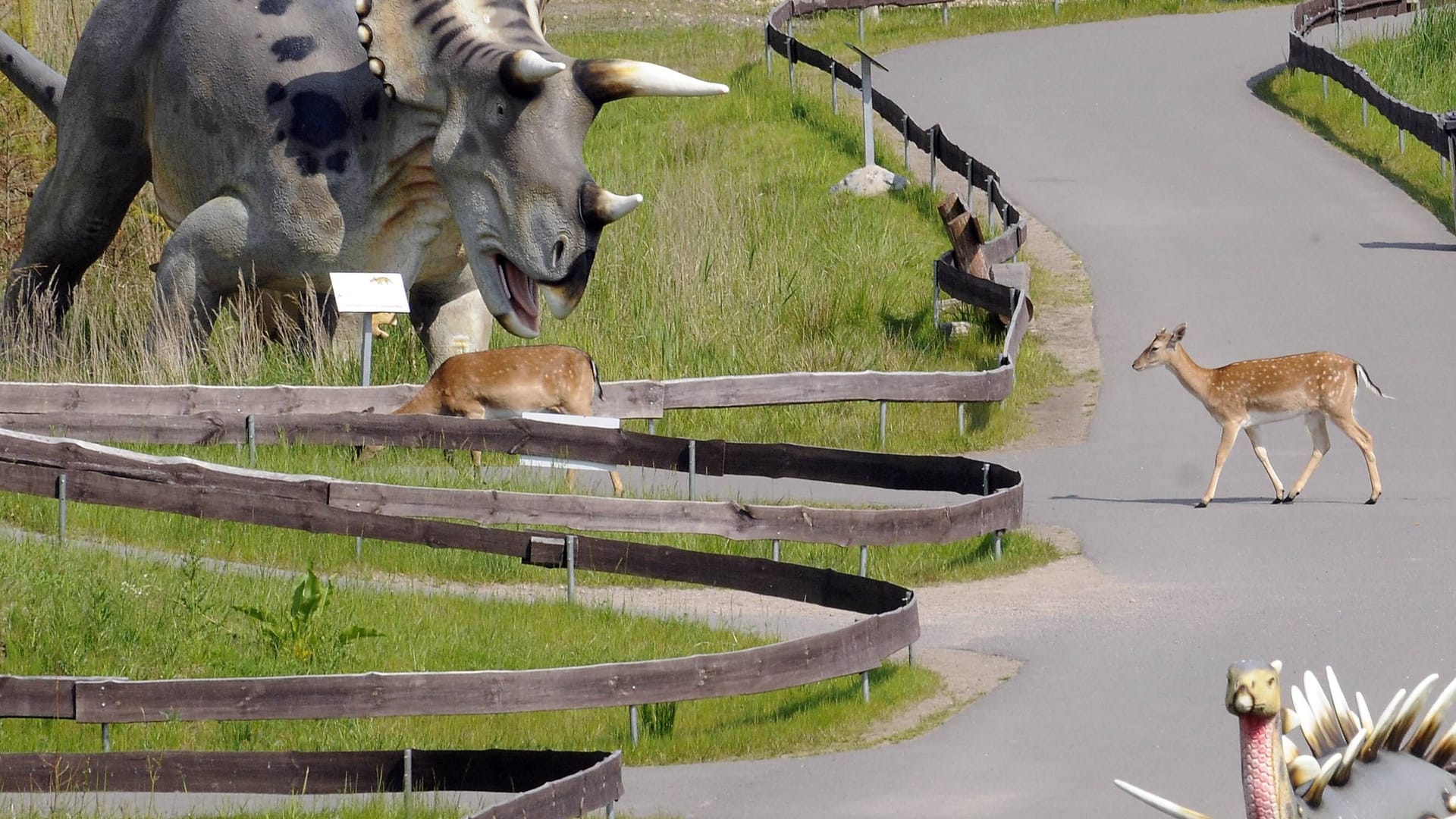 Damhirsche im Saurierpark Germendorf (Archivbild): Die Tiere laufen frei zwischen den Dinos umher. Damhirsche im Saurierpark Germendorf (Archivbild): Die Tiere laufen frei zwischen den Dinos umher.