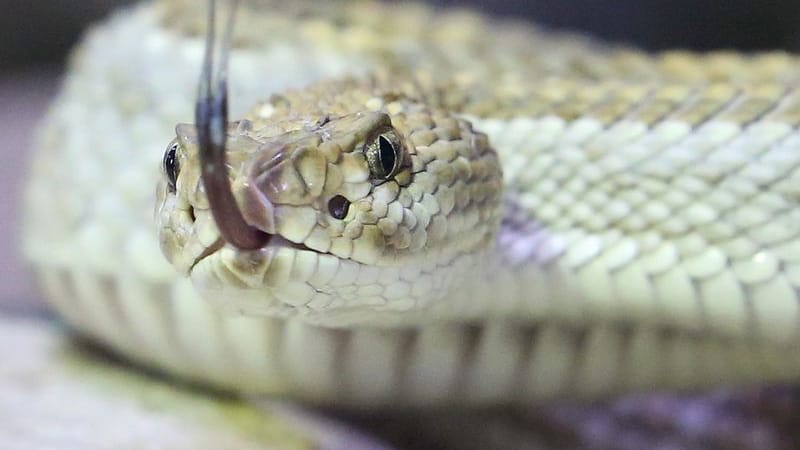 urn:newsml:dpa.com:20090101:251007-935-877278