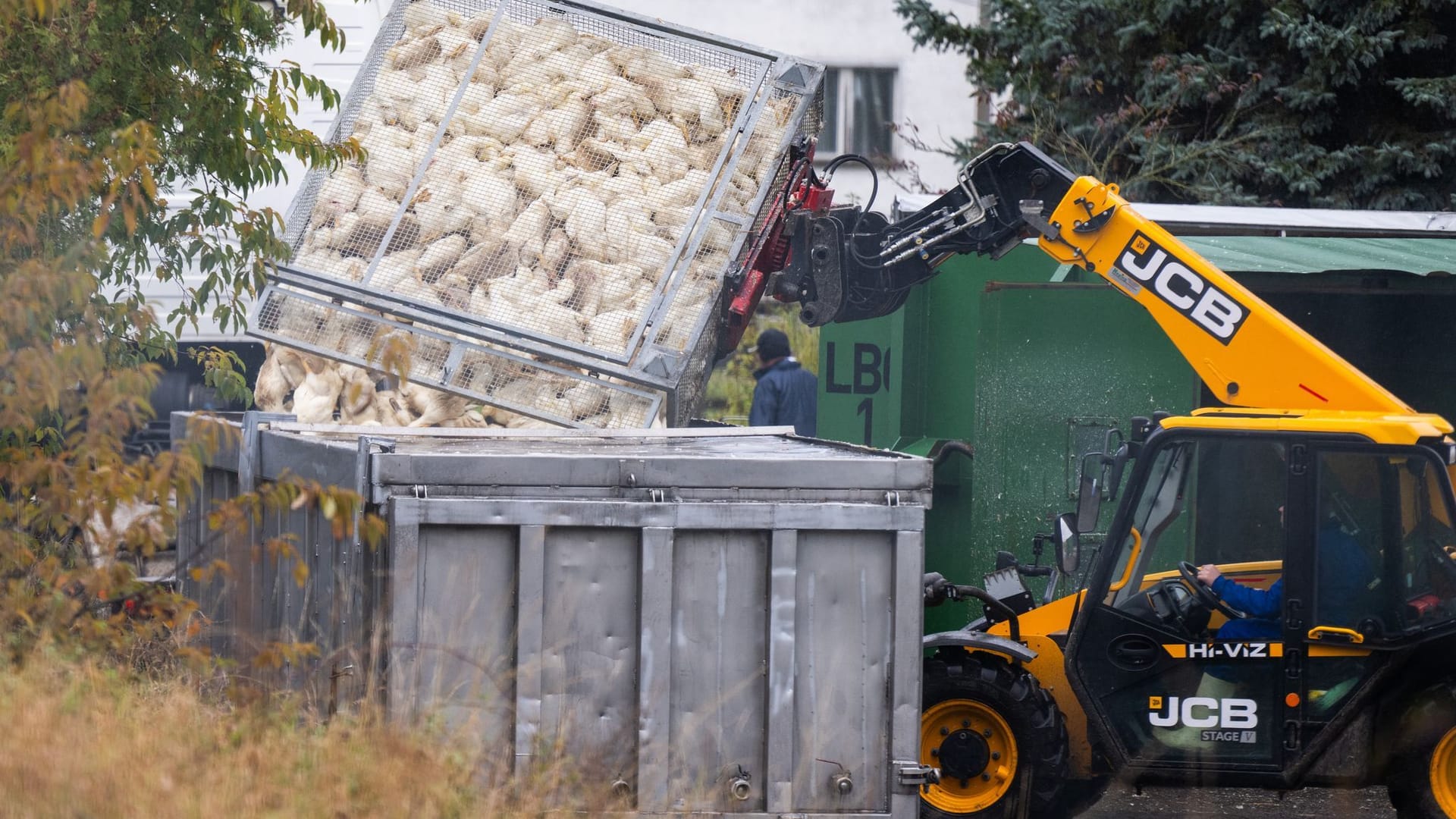 Vogelgrippe in Brandenburg