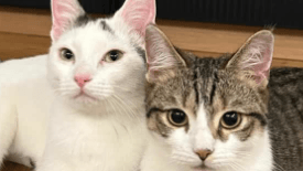 Das Katzen-Duo Biscuit und Brösel: Die Samtpfoten haben ein Zuhause gefunden. Das Katzen-Duo Biscuit und Brösel: Die Samtpfoten haben ein Zuhause gefunden.