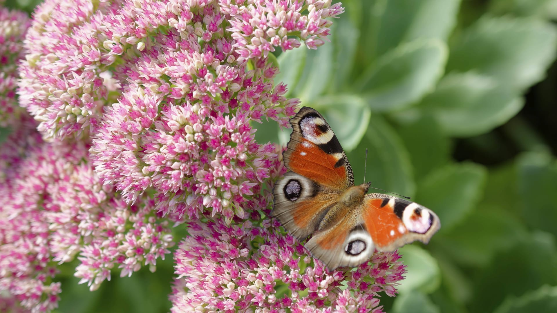 imago images 0833846629 imago images 0833846629