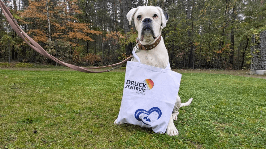 Samurai hat nicht nur mit der Gesundheit, sondern auch mit unzuverlässigen Herrchen und Frauchen zu kämpfen. Samurai hat nicht nur mit der Gesundheit, sondern auch mit unzuverlässigen Herrchen und Frauchen zu kämpfen.