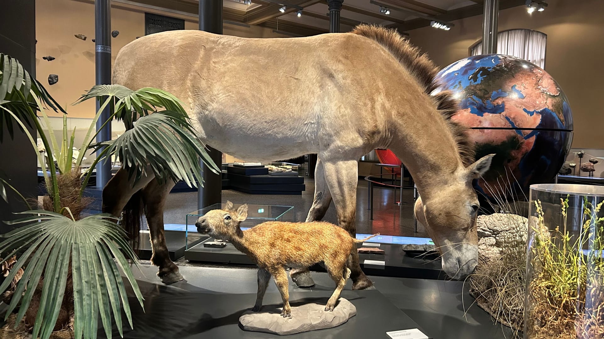 Ein Eurohippus (vorne) und ein Equidae (hinten): Sie gehörten zu den Vorfahren der Pferde. Ein Eurohippus (vorne) und ein Equidae (hinten): Sie gehörten zu den Vorfahren der Pferde.