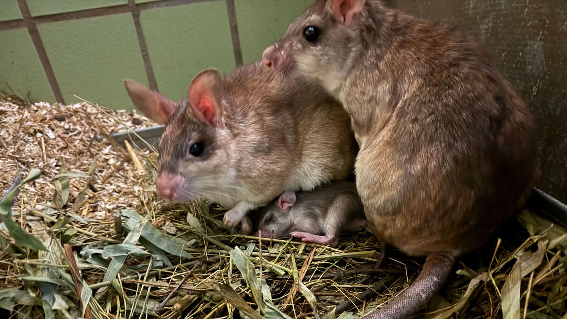 Nachwuchs bei den Madagaskar-Riesenratten: Das Jungtier liegt unter seinen Eltern. Nachwuchs bei den Madagaskar-Riesenratten: Das Jungtier liegt unter seinen Eltern.