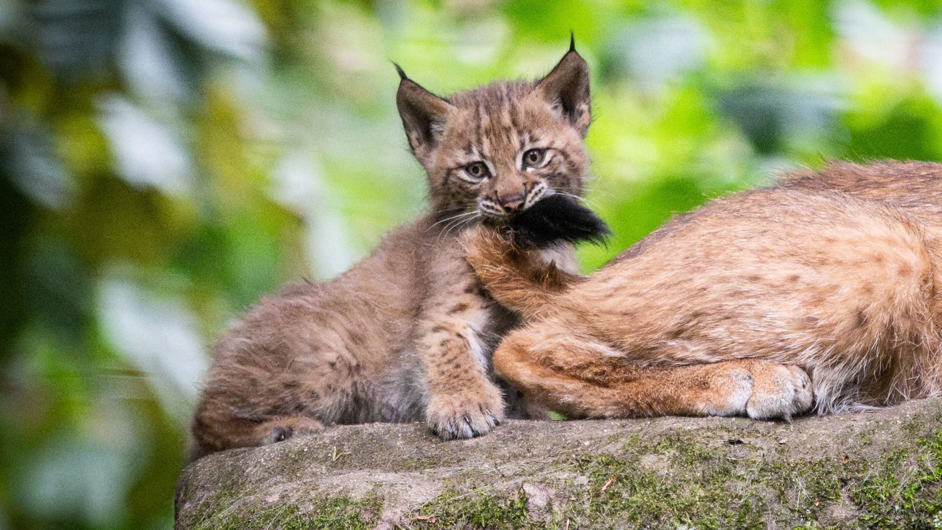 Eines der Jungtiere Anfang Juli 2025. Charakteristisch für Luchs Eines der Jungtiere Anfang Juli 2025. Charakteristisch für Luchs