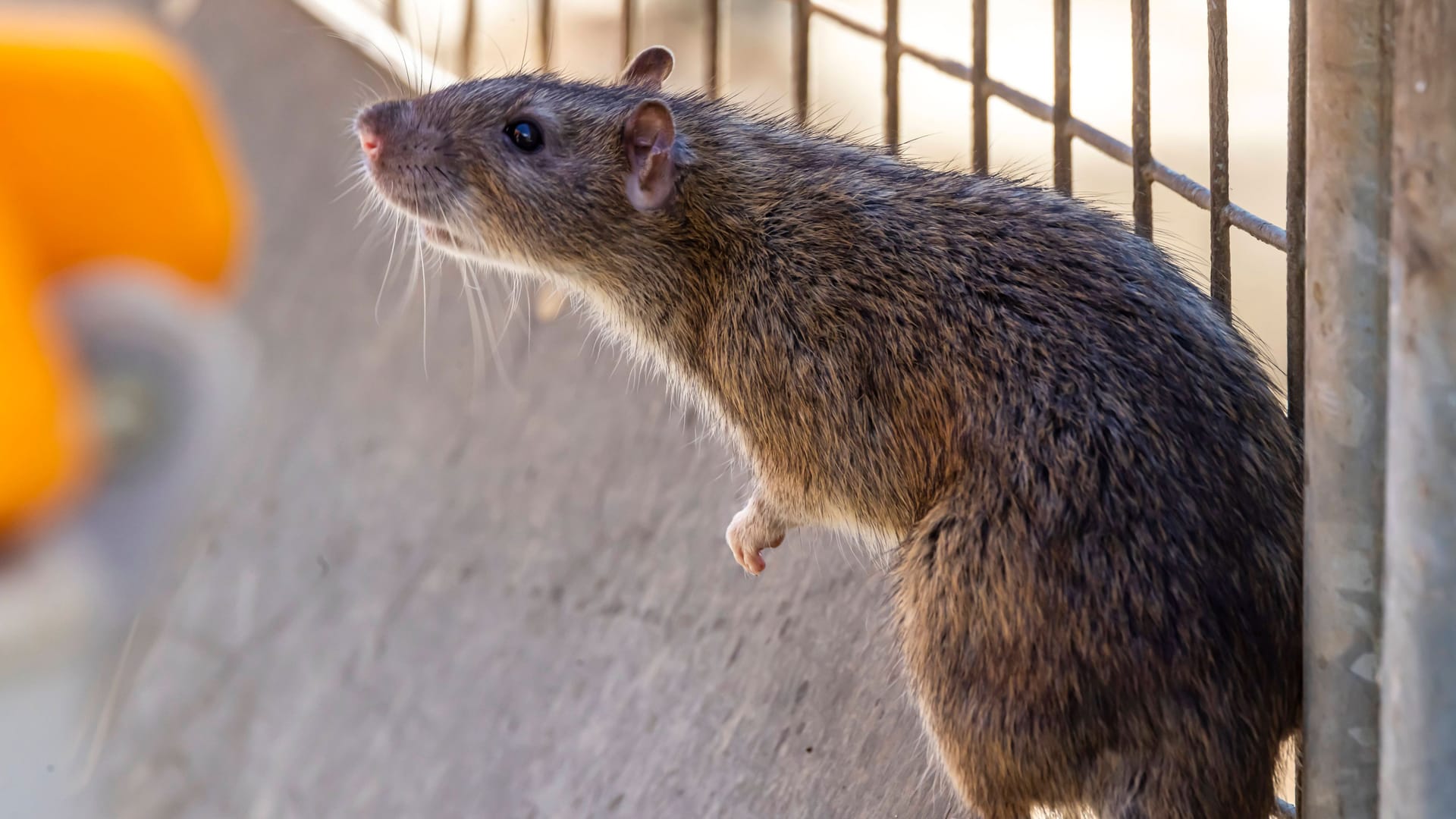 imago images 0830961314 imago images 0830961314