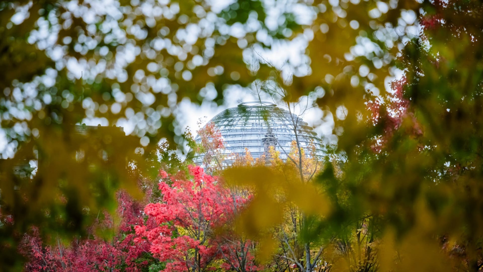 Bäume in Berlin Bäume in Berlin