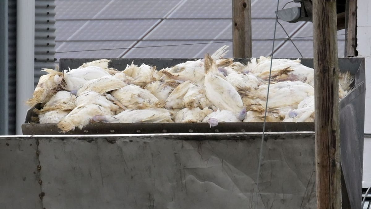 Vogelgrippe breitet sich aus – Geflügelhalter fordern Schutz