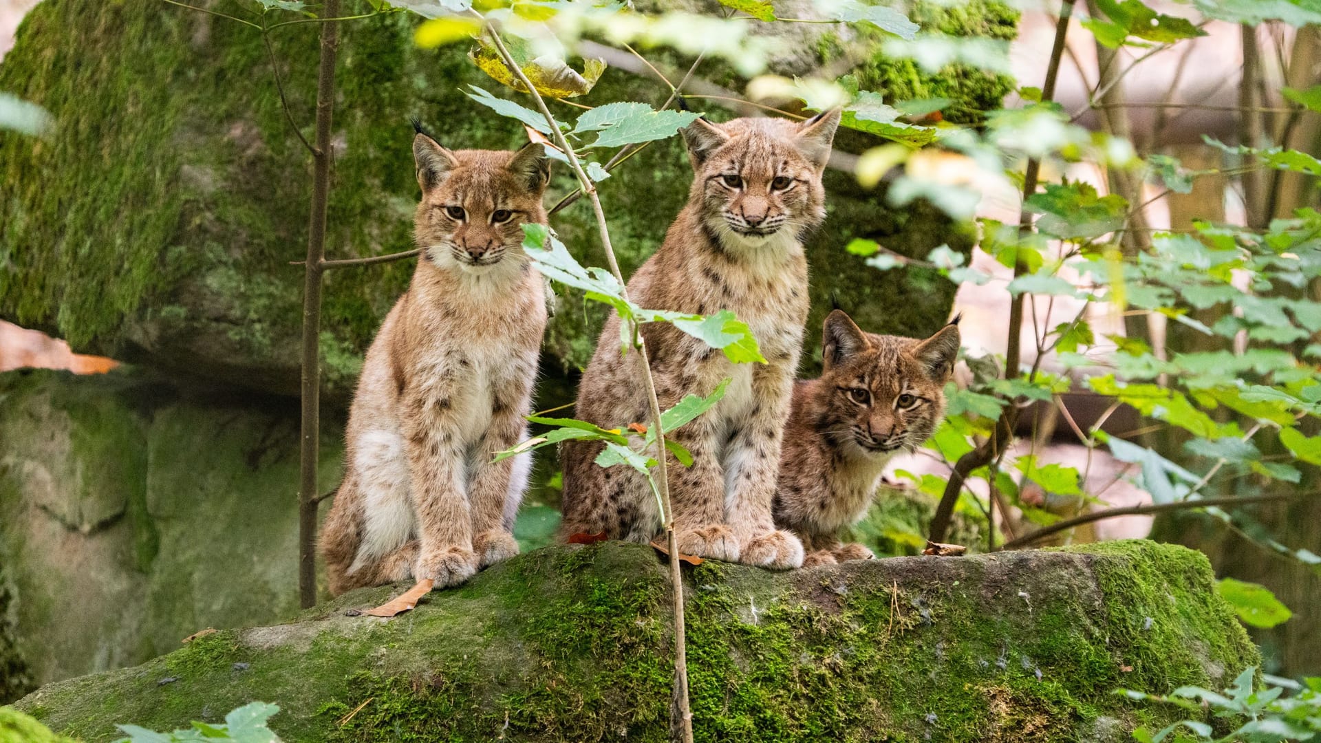 Die drei jungen Luchse im Oktober 2025 in ihrer bewaldeten Anlag Die drei jungen Luchse im Oktober 2025 in ihrer bewaldeten Anlag