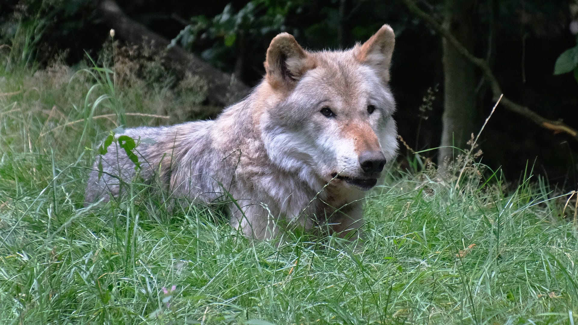 Ein Wolf in Deutschland (Symbolfoto): Das Lanuk ist dem seltenen Tier auf der Spur.
