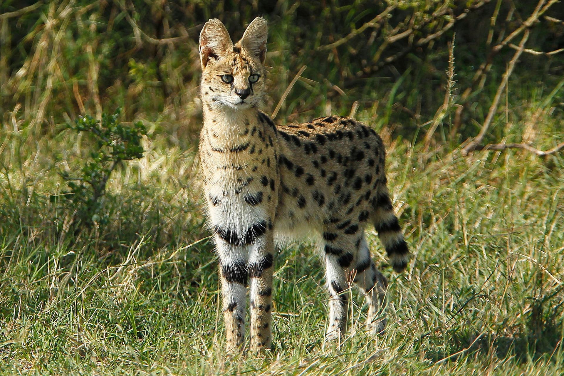 imago images 0257262454 imago images 0257262454