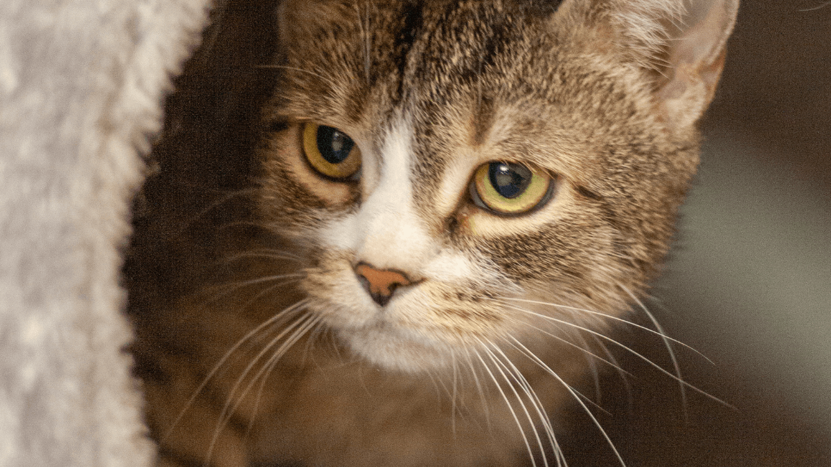 Katze Lotte aus dem Tierheim Dresden Katze Lotte aus dem Tierheim Dresden