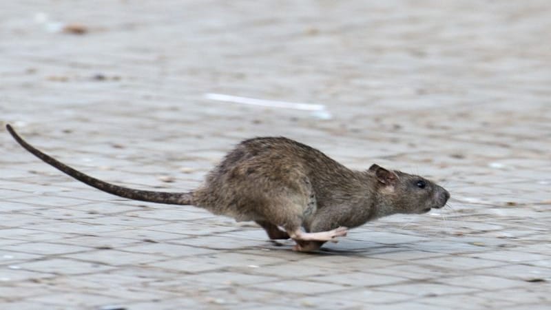 Ratte läuft über die Straße (Symbolbild): Die Tiere werden in fast allen Bezirken zur Plage.