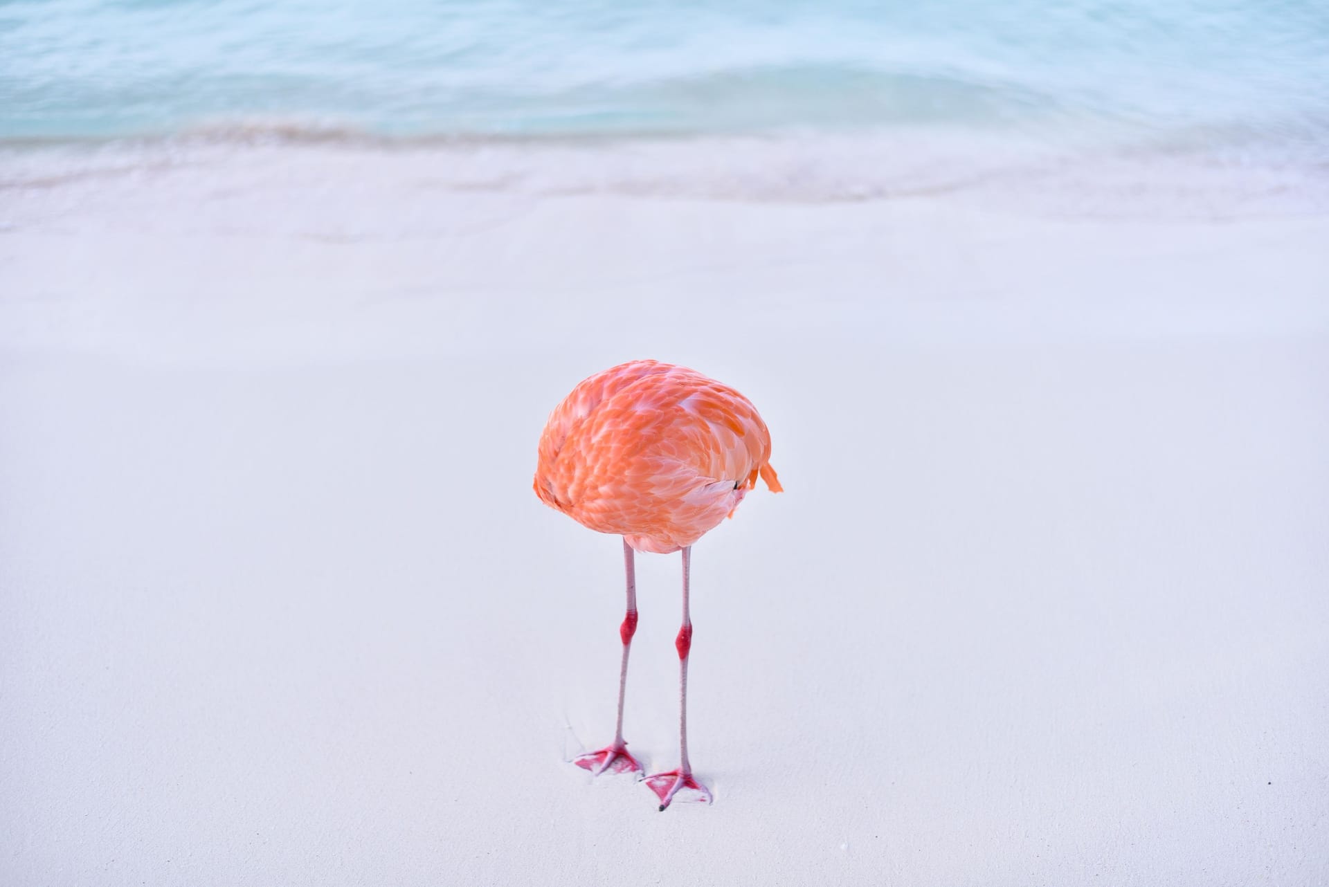 Wo steckt der Flamingo? Wo steckt der Flamingo?