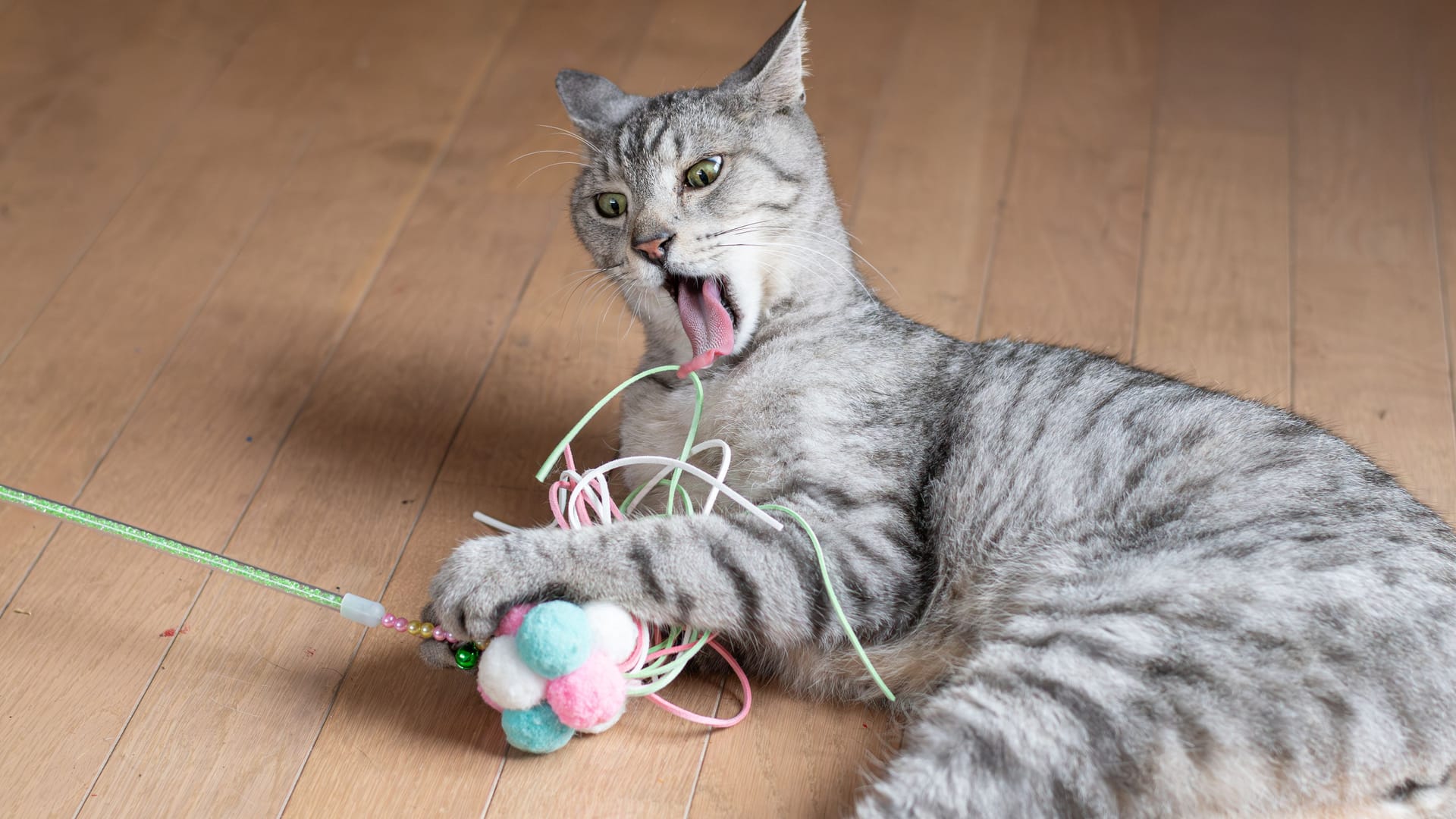 Ein Spielzeug mit langen Schnüren: Das kann für Katzen schnell gefährlich werden.