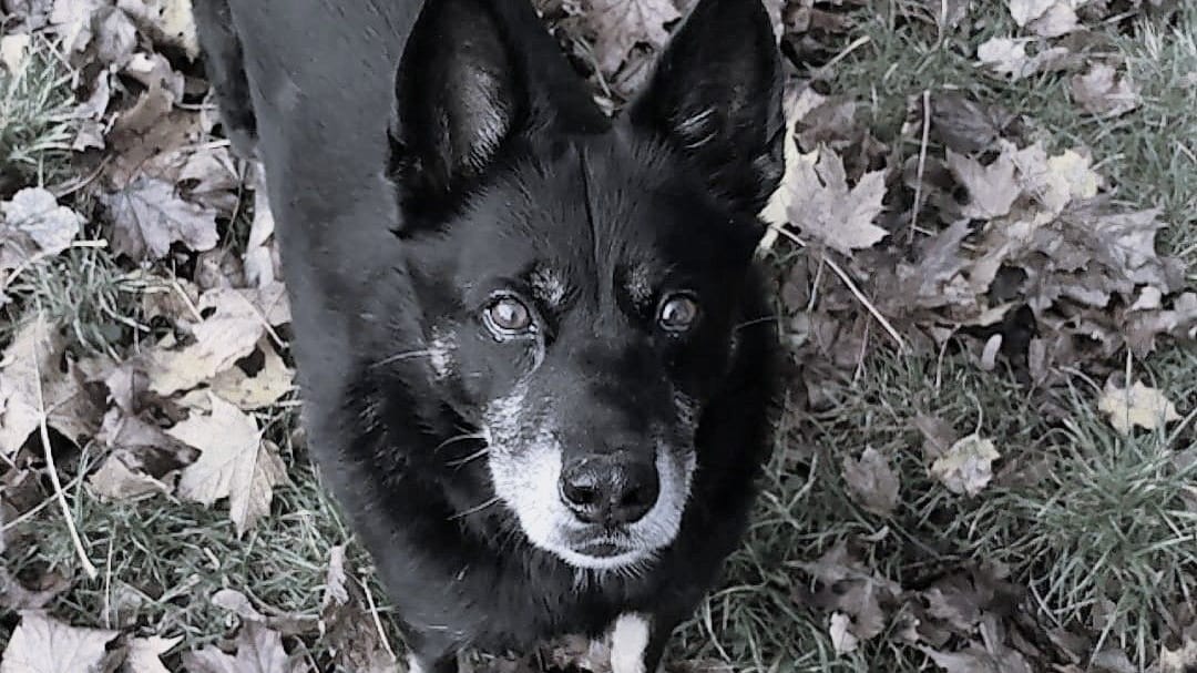 Traurige Neuigkeiten aus dem Münchner Tierheim: Kelpie-Mischling Turco musste wegen seiner schweren Krebserkrankung eingeschläfert werden.