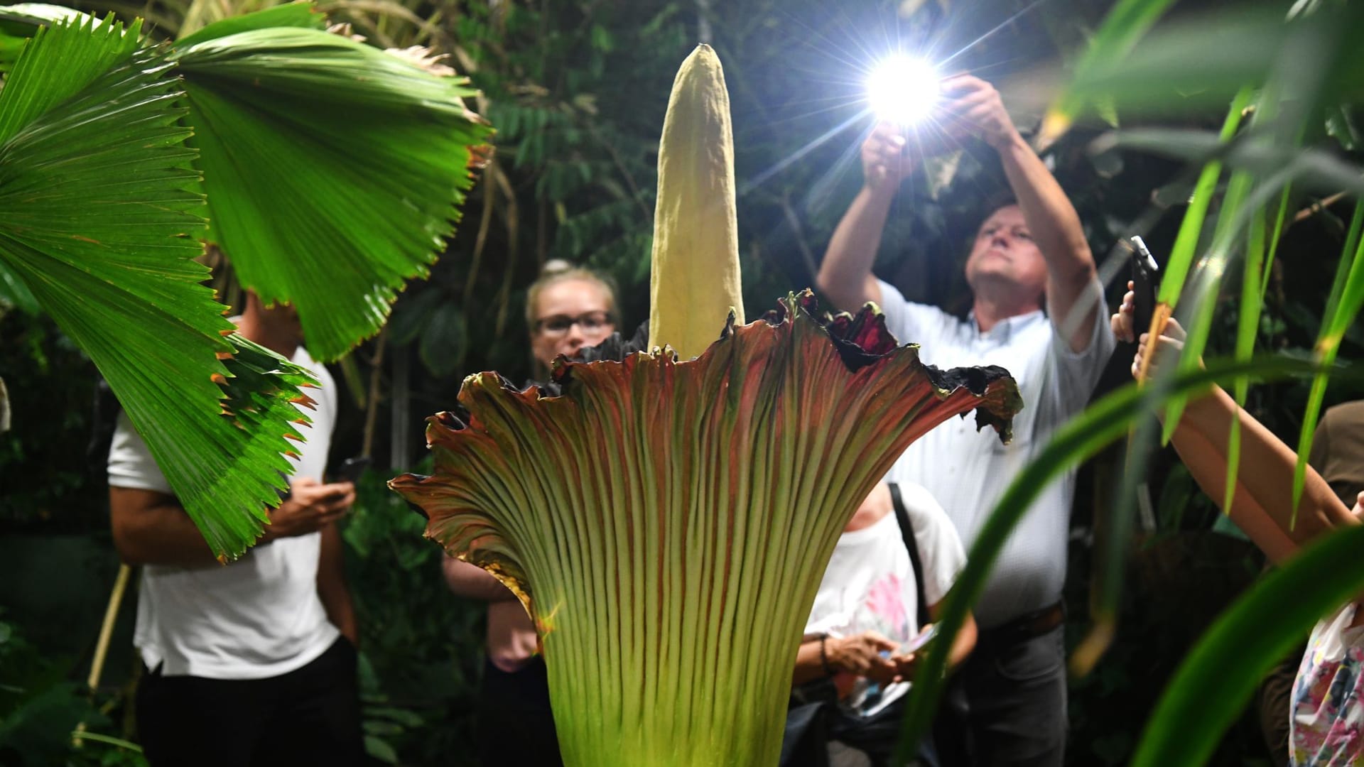 Dortmunder Titanenwurz