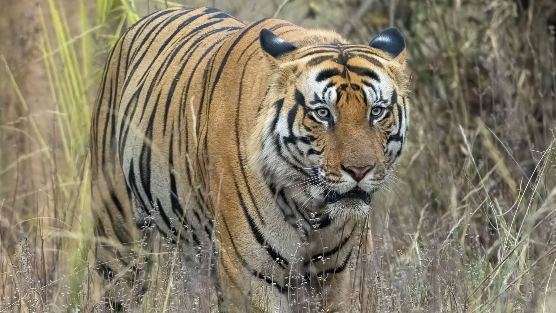 imago images 0819420318 imago images 0819420318