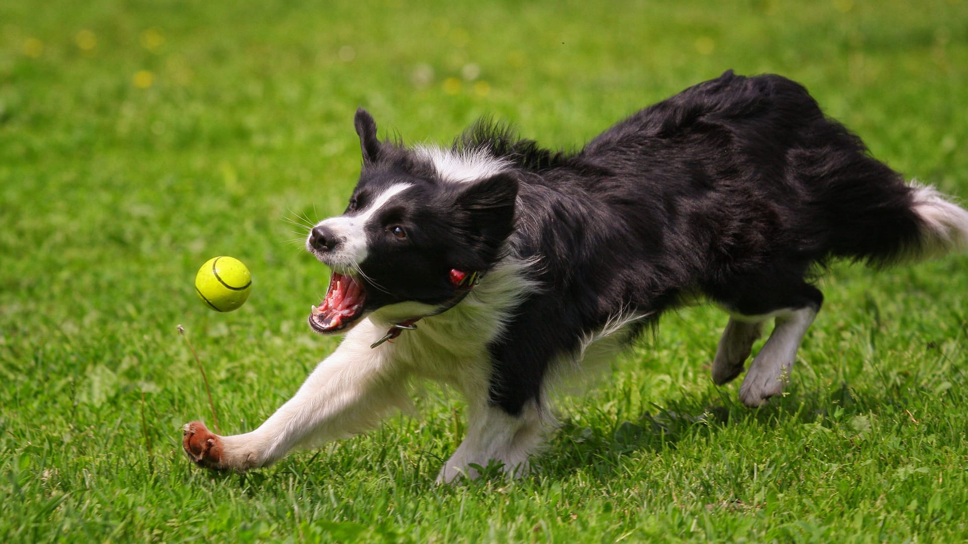 Ein Border Collie jagt einem Ball hinterher: Die Rasse ist für ihren ausgeprägten Spieltrieb bekannt. Ein Border Collie jagt einem Ball hinterher: Die Rasse ist für ihren ausgeprägten Spieltrieb bekannt.