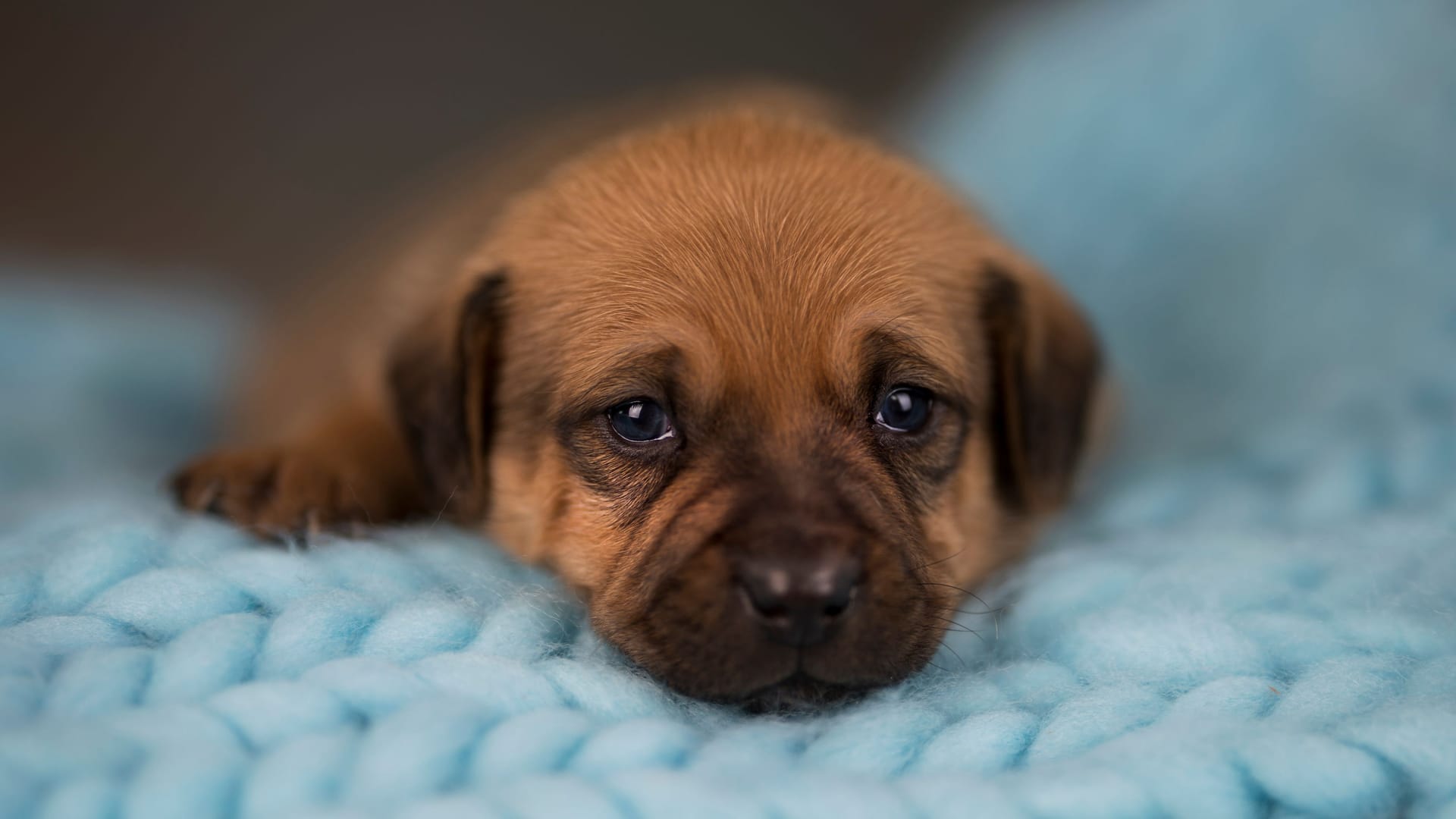 Little puppy breed is sleeping