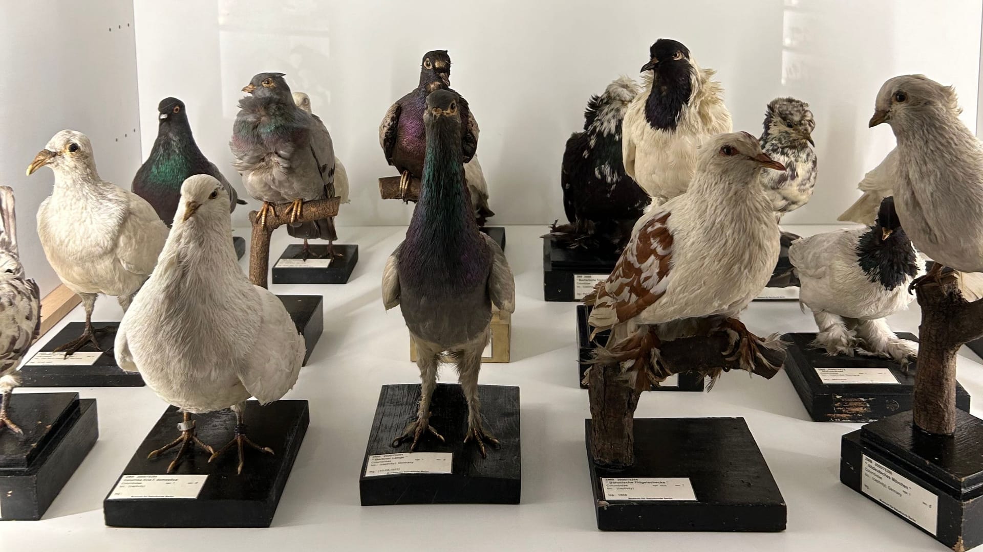 Zahlreiche ausgestorbene und lebende Tierarten werden im Naturkundemuseum ausgestellt: Die Vogelsammlung umfasst Hunderttausende Arten. Zahlreiche ausgestorbene und lebende Tierarten werden im Naturkundemuseum ausgestellt: Die Vogelsammlung umfasst Hunderttausende Arten.